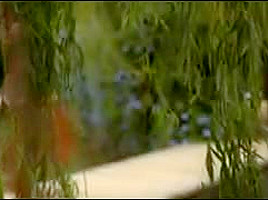 Among the Bushes