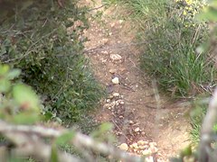 Girls Pissing video 51