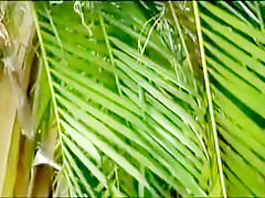 Orgy at Amazonia