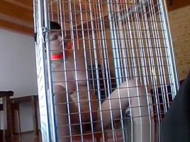 Servitude Action With A Slut Who Gets Some Pussy Torture